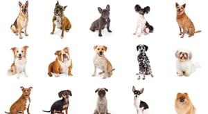 The Power of the Symbolic Systems Approach