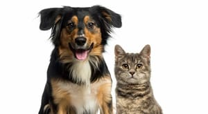 Artificial Neural Network Model Classification and Regression